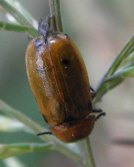 Chrysomelidae?